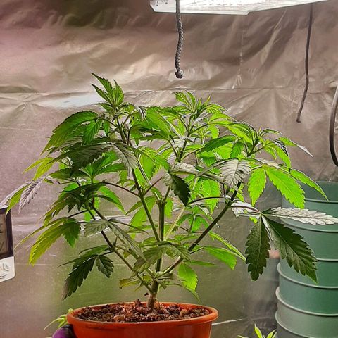 Super lemon haze x3 (Madres) growlog timeline photo