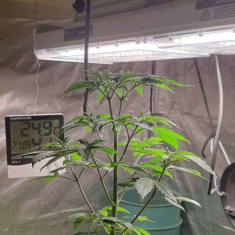 Super lemon haze x3 (Madres) growlog timeline photo