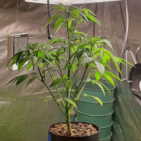 Super lemon haze x3 (Madres) growlog timeline photo