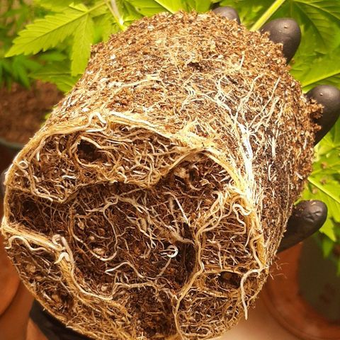 Super lemon haze x3 (Madres) growlog timeline photo