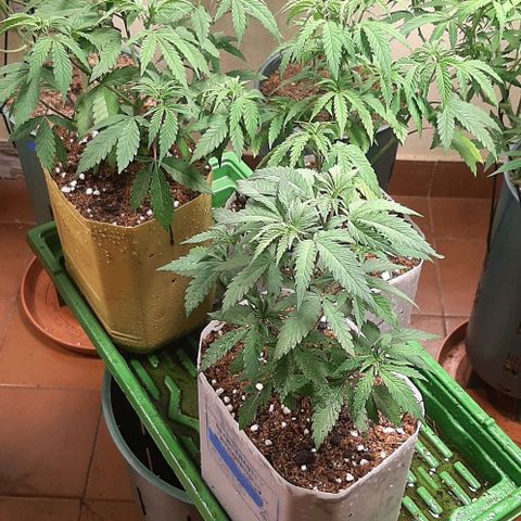 Super lemon haze x3 (Madres) growlog timeline photo