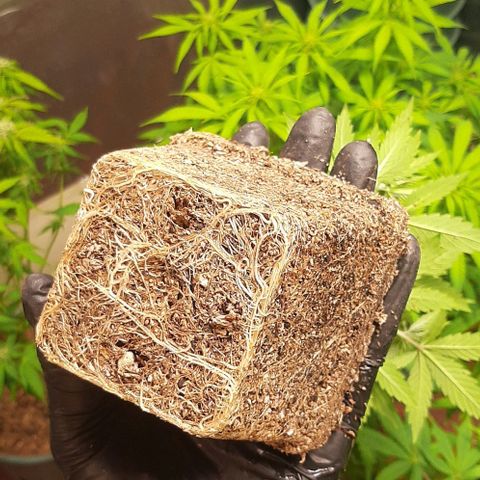 Super lemon haze x3 (Madres) growlog timeline photo