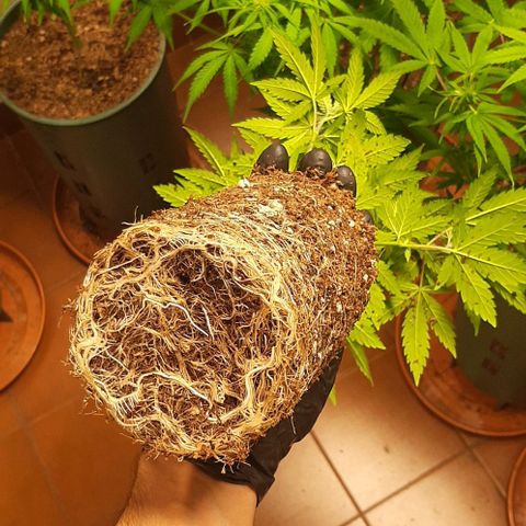Super lemon haze x3 (Madres) growlog timeline photo