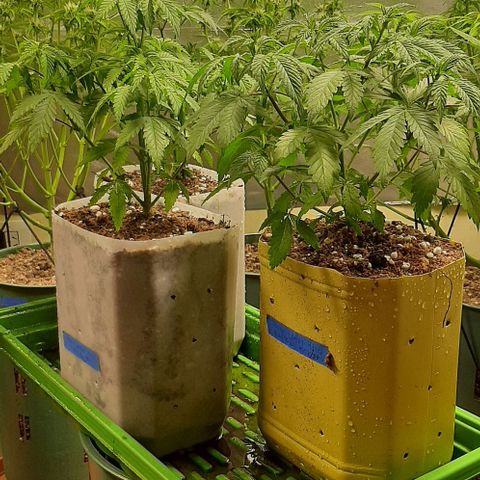 Super lemon haze x3 (Madres) growlog timeline photo