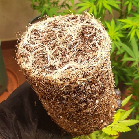Super lemon haze x3 (Madres) growlog timeline photo