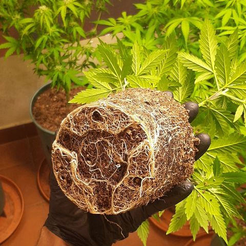 Super lemon haze x3 (Madres) growlog timeline photo