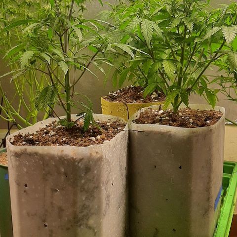 Super lemon haze x3 (Madres) growlog timeline photo