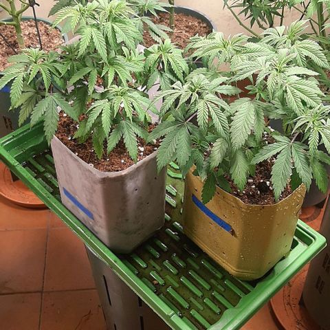 Super lemon haze x3 (Madres) growlog timeline photo