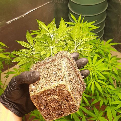 Super lemon haze x3 (Madres) growlog timeline photo