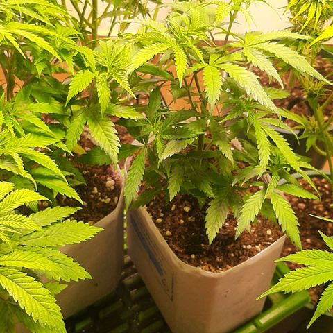 Super lemon haze x3 (Madres) growlog timeline photo