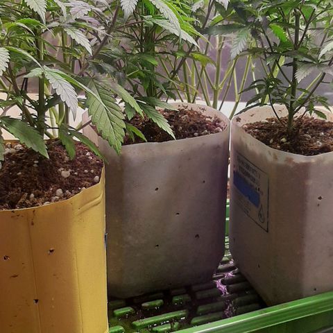 Super lemon haze x3 (Madres) growlog timeline photo