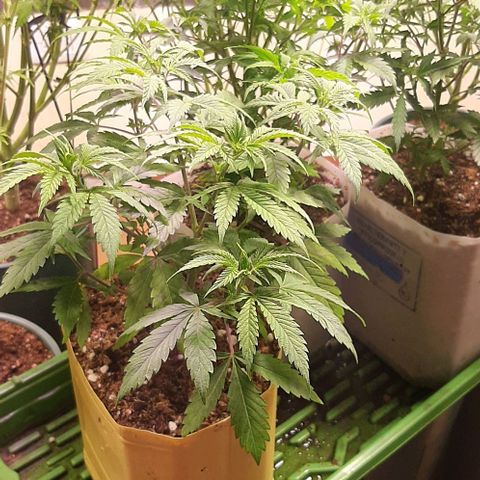 Super lemon haze x3 (Madres) growlog timeline photo