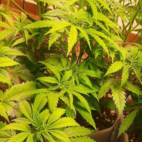 Super lemon haze x3 (Madres) growlog timeline photo