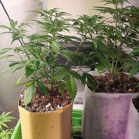 Super lemon haze x3 (Madres) growlog photo: Una de ellas sexo, lo cual nos dejó desconcertados ya que eran semillas (regulares)