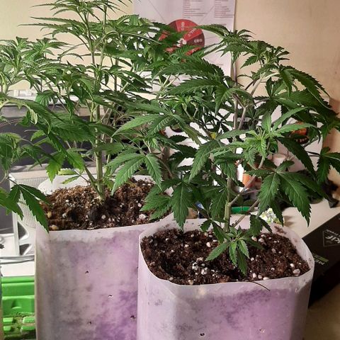 Super lemon haze x3 (Madres) growlog photo: Una de ellas sexo, lo cual nos dejó desconcertados ya que eran semillas (regulares)