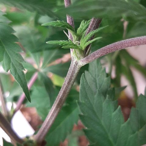 Super lemon haze x3 (Madres) growlog photo: Una de ellas sexo, lo cual nos dejó desconcertados ya que eran semillas (regulares)