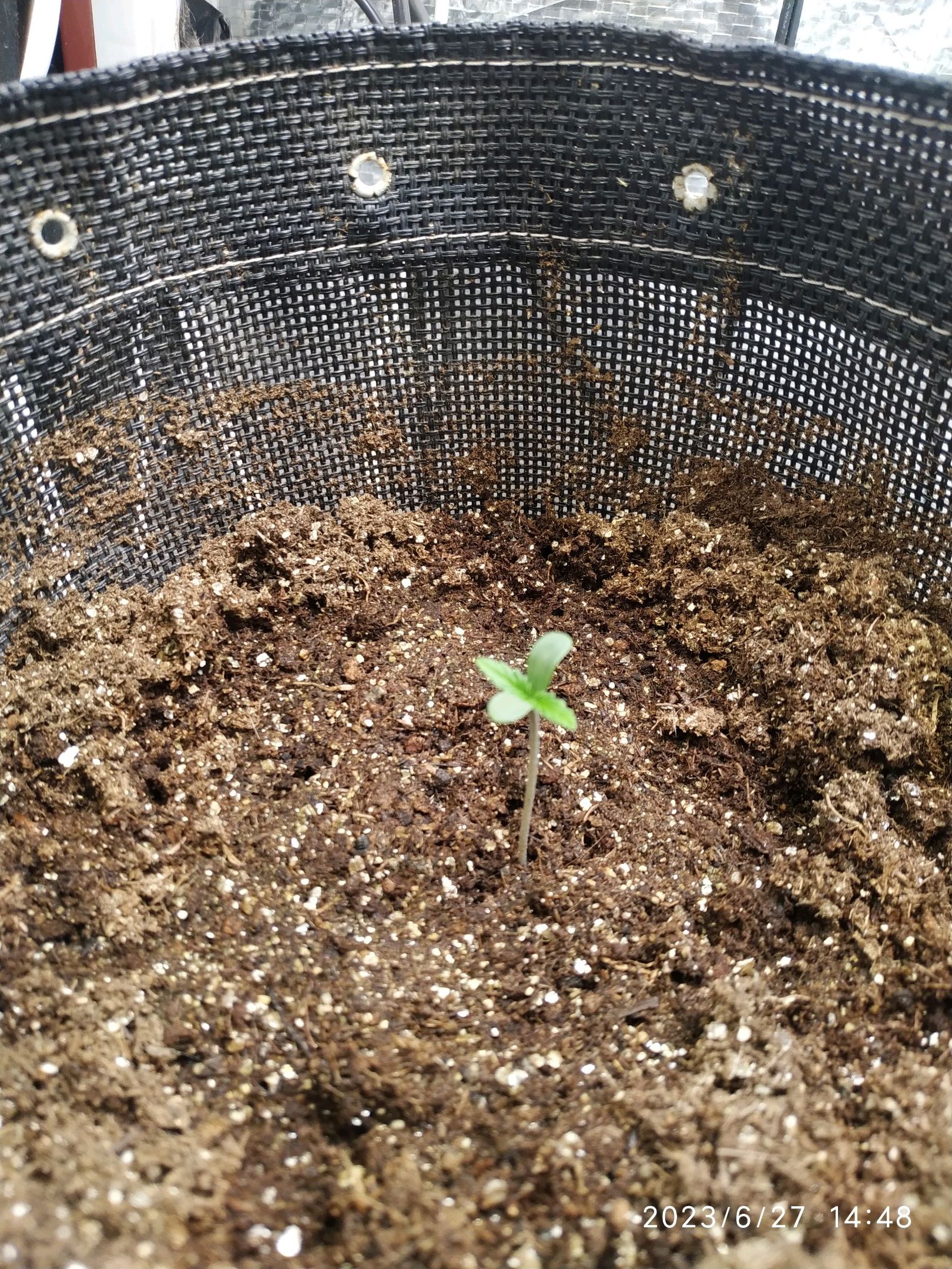 Jaqueline growlog photo 2