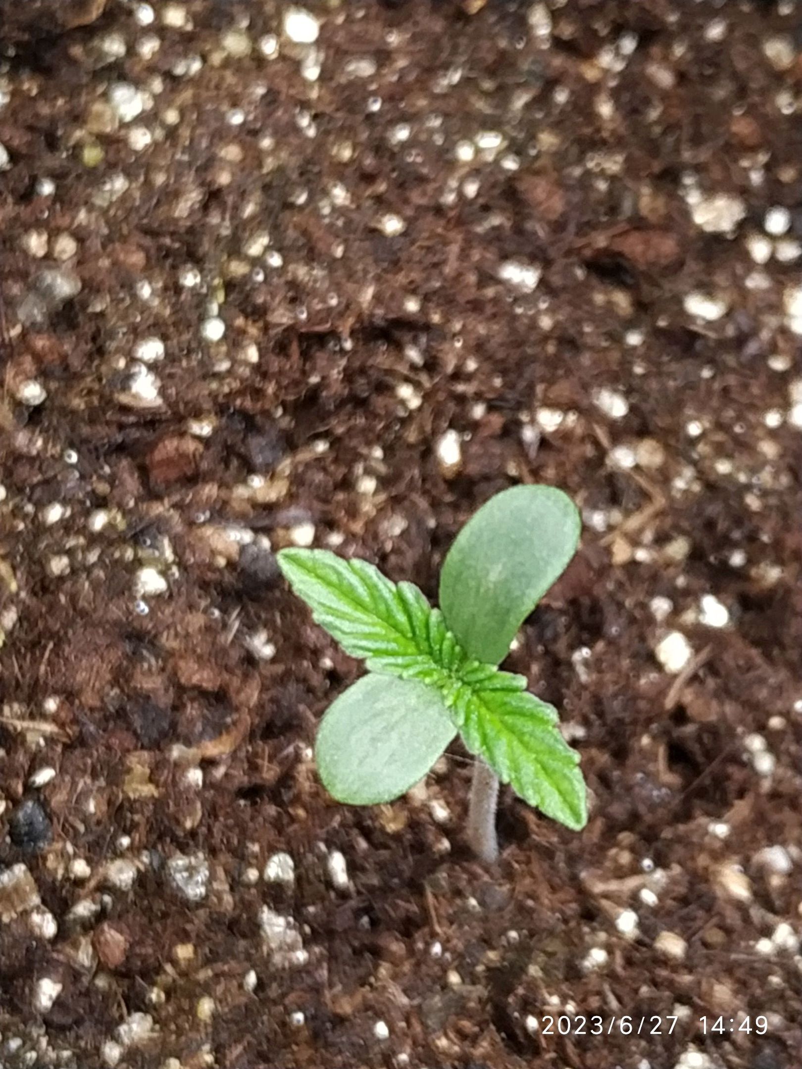 Jaqueline growlog photo 1
