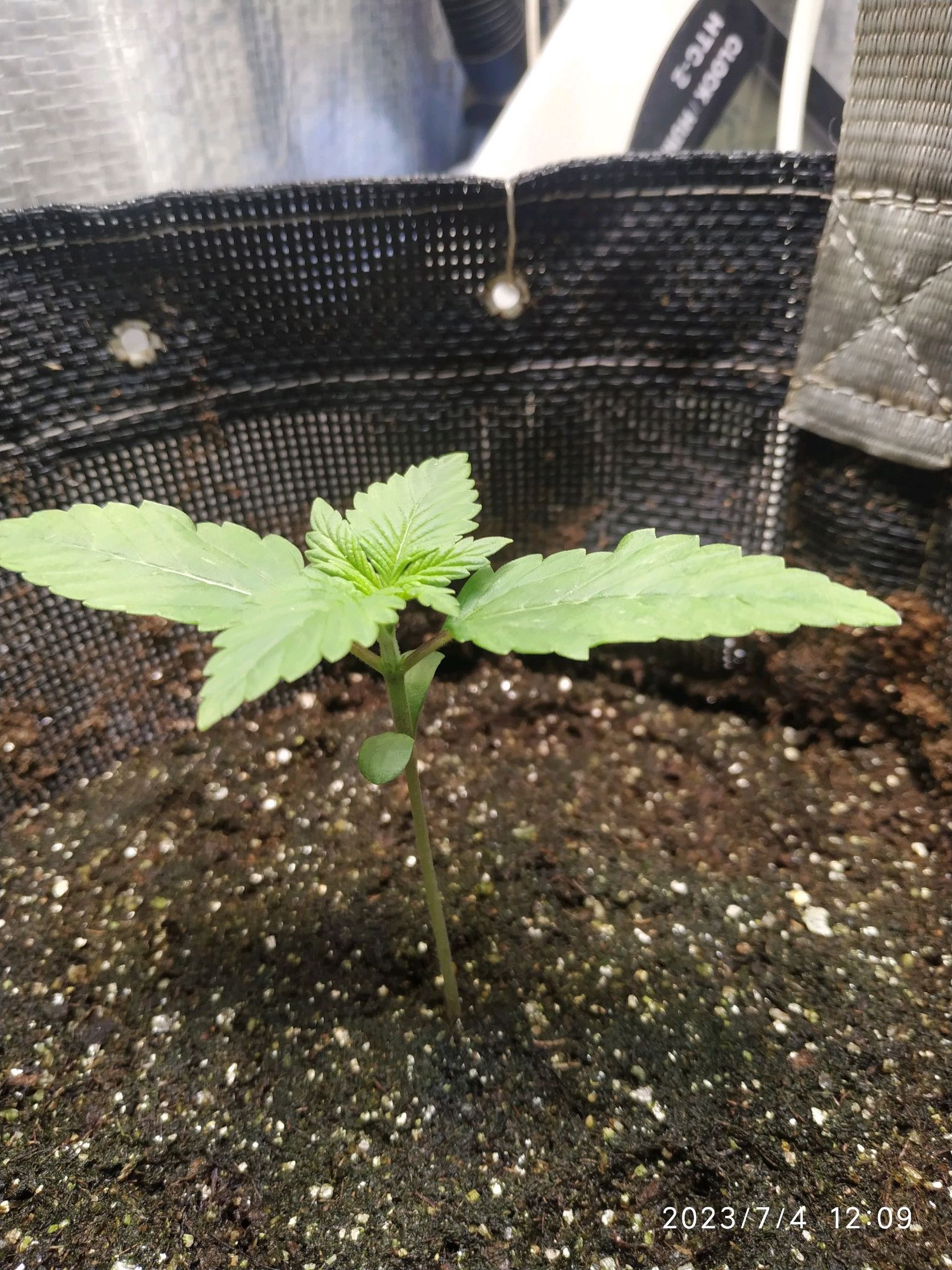 Jaqueline growlog photo 6