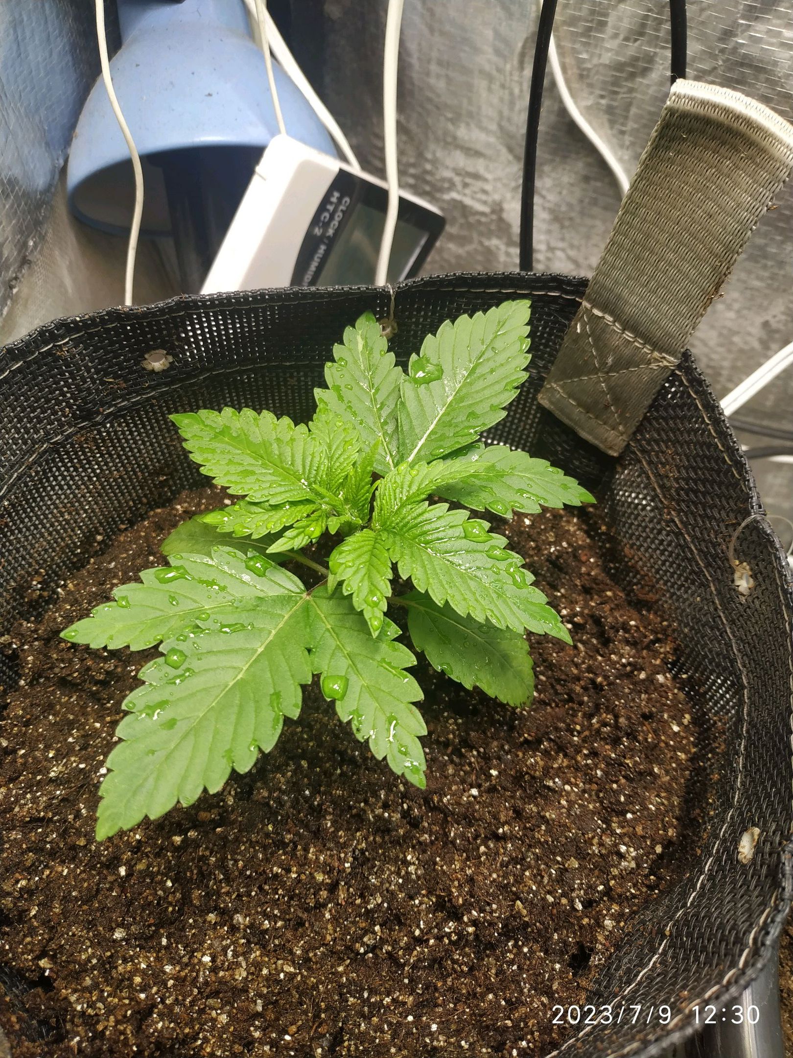 Jaqueline growlog photo 8