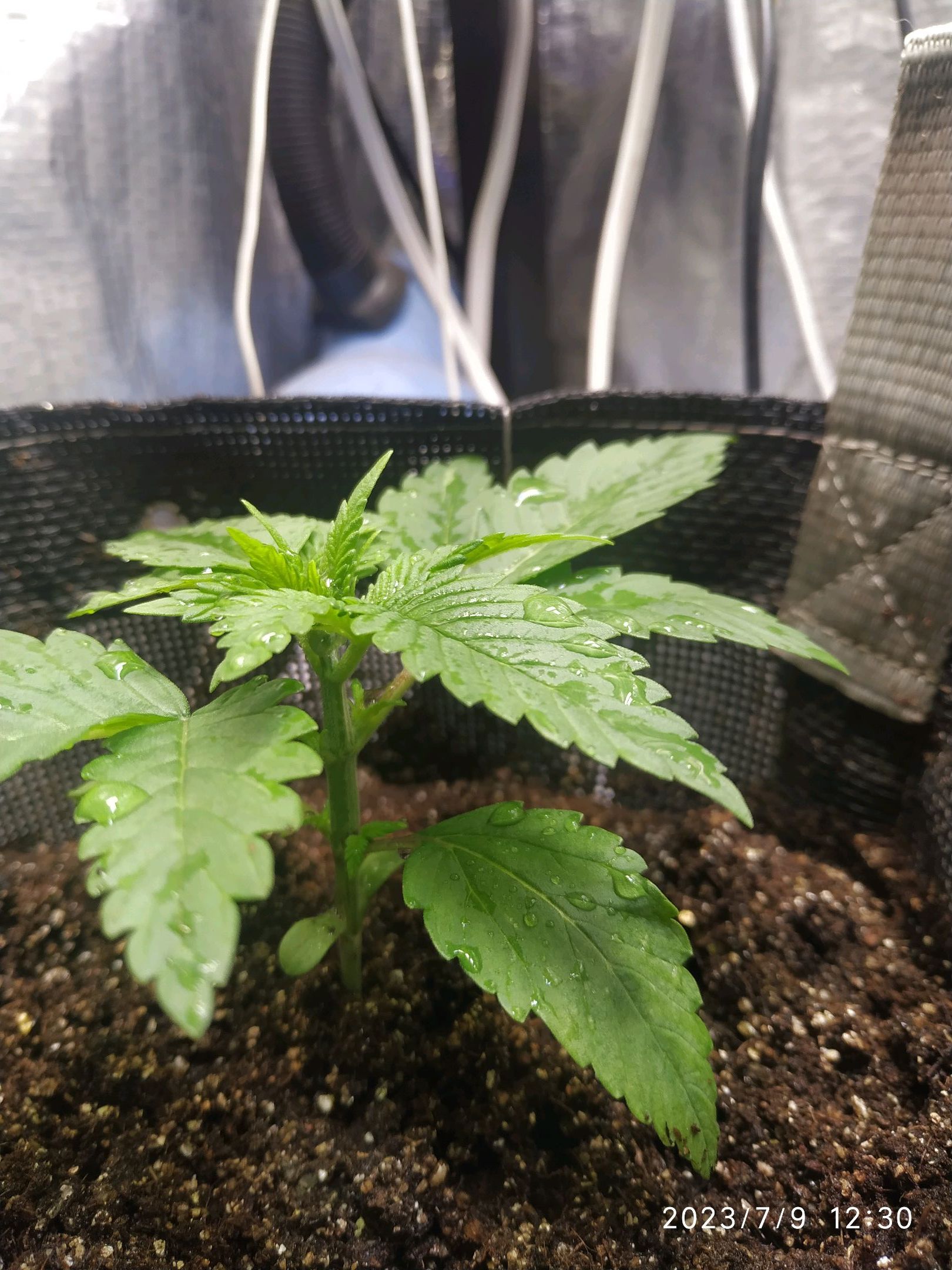 Jaqueline growlog photo 9