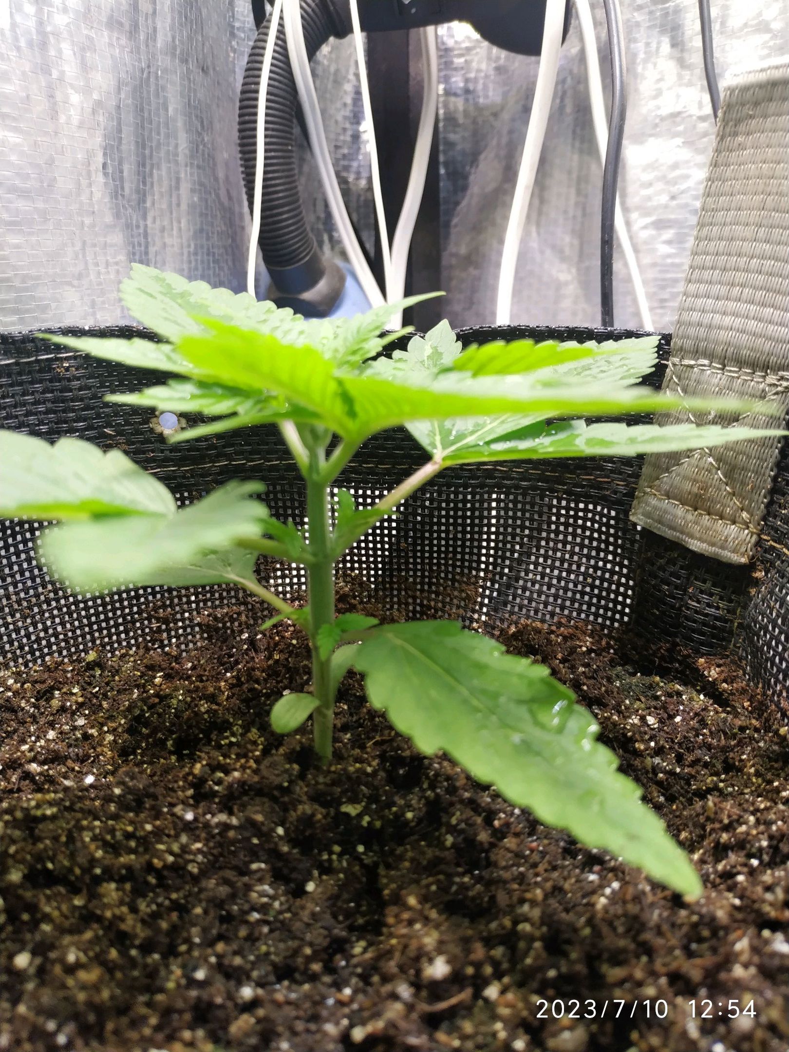 Jaqueline growlog photo 12