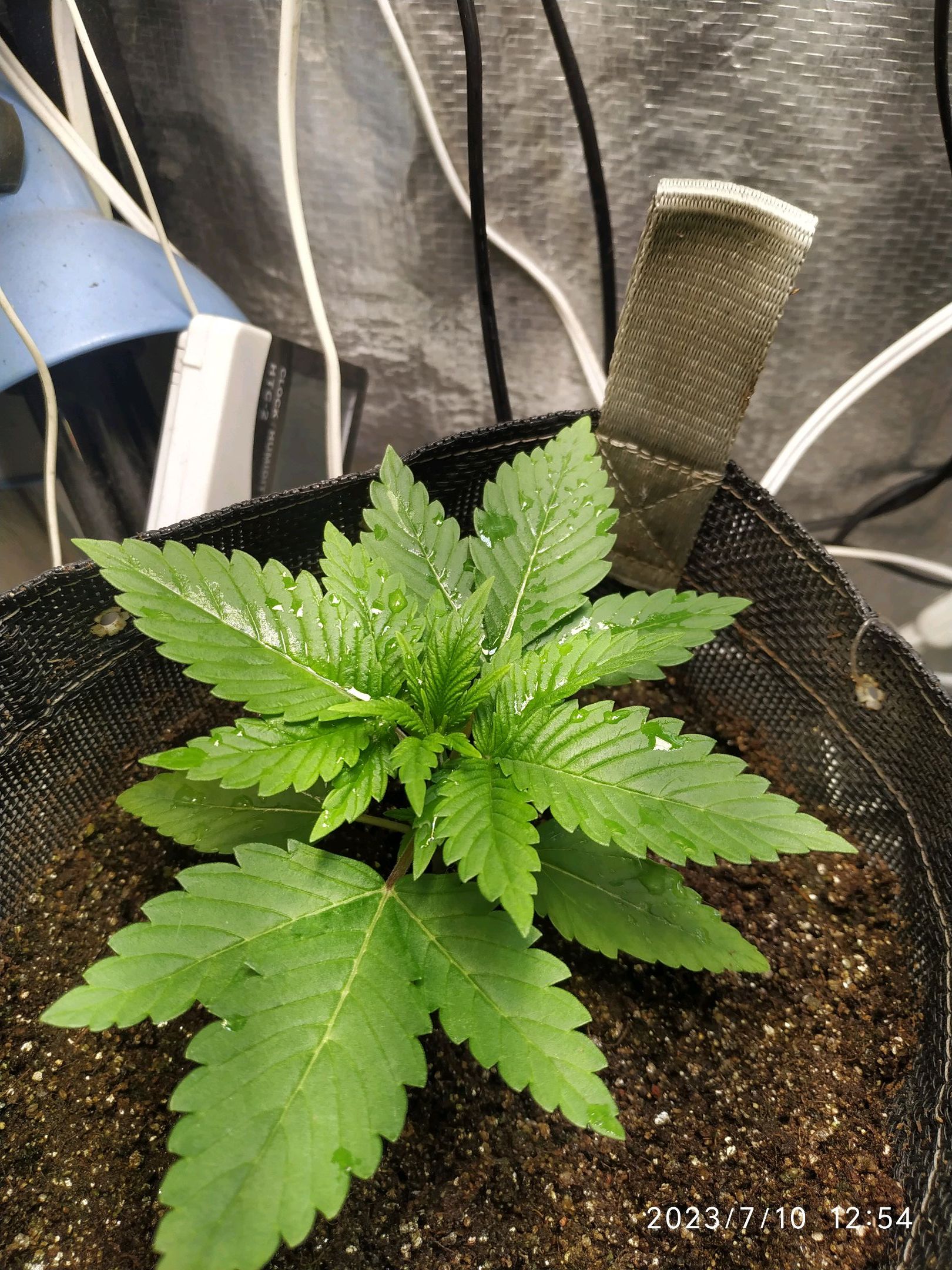 Jaqueline growlog photo 11