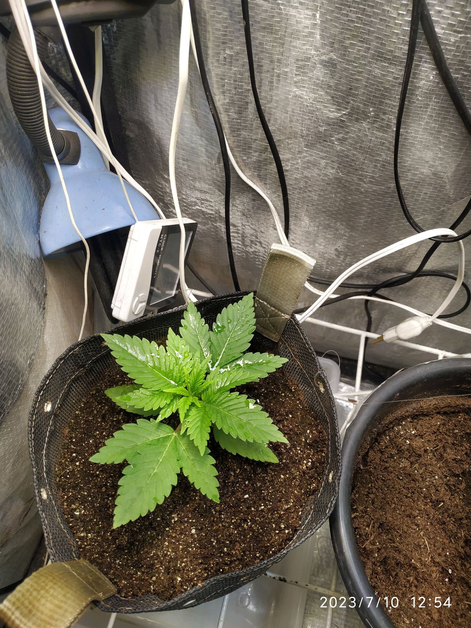Jaqueline growlog photo 13
