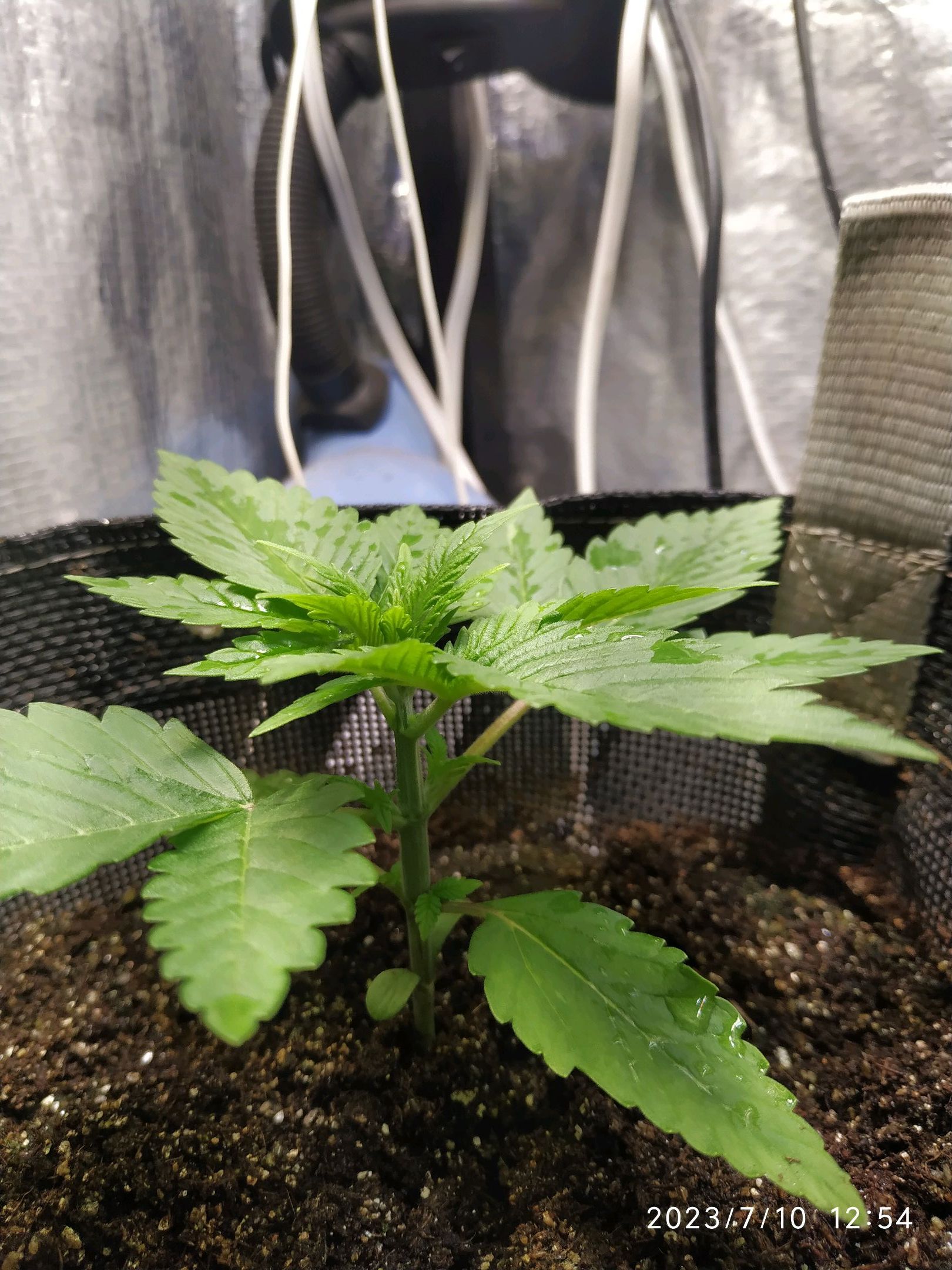 Jaqueline growlog photo 14