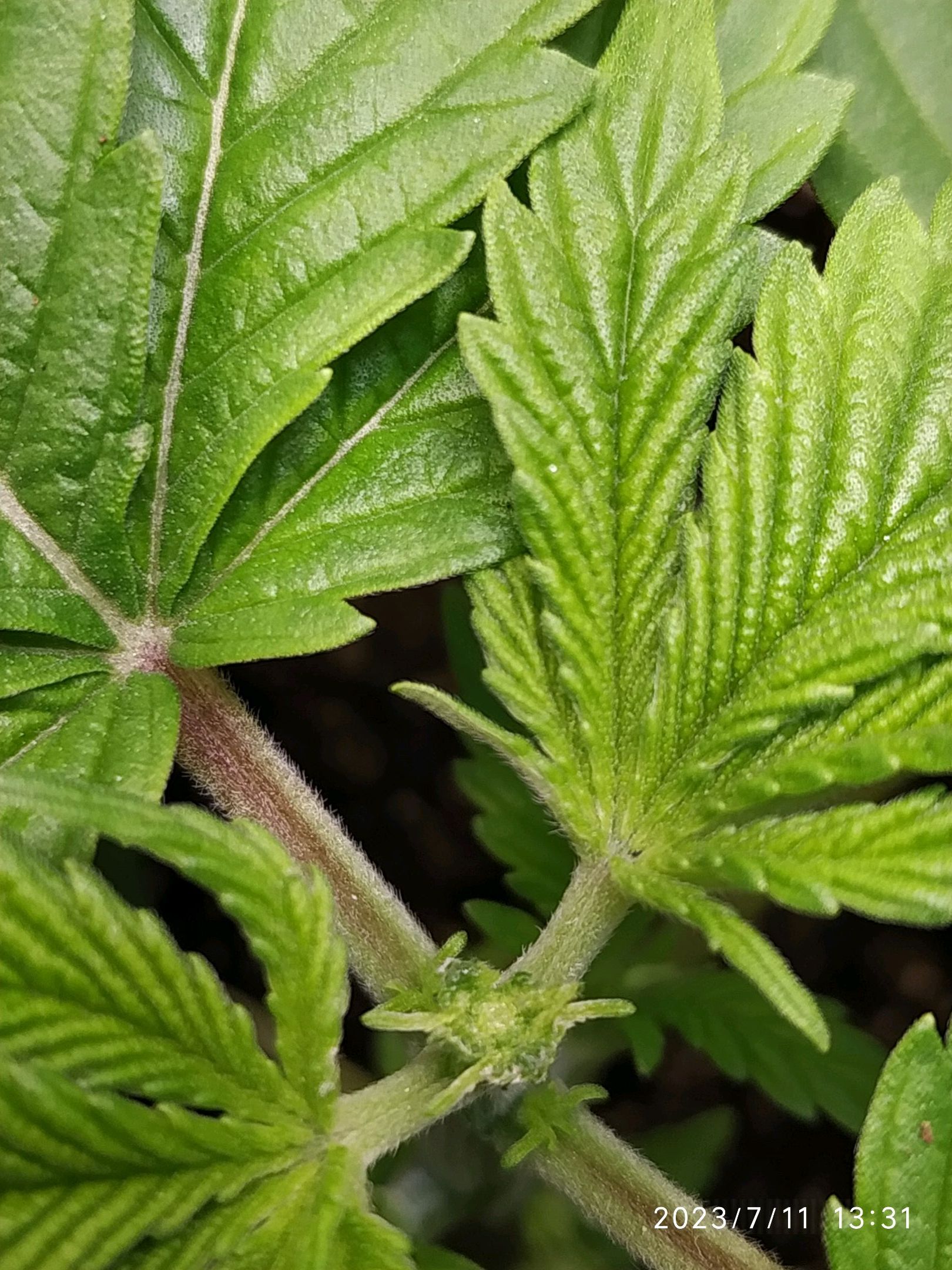 Jaqueline growlog photo 15