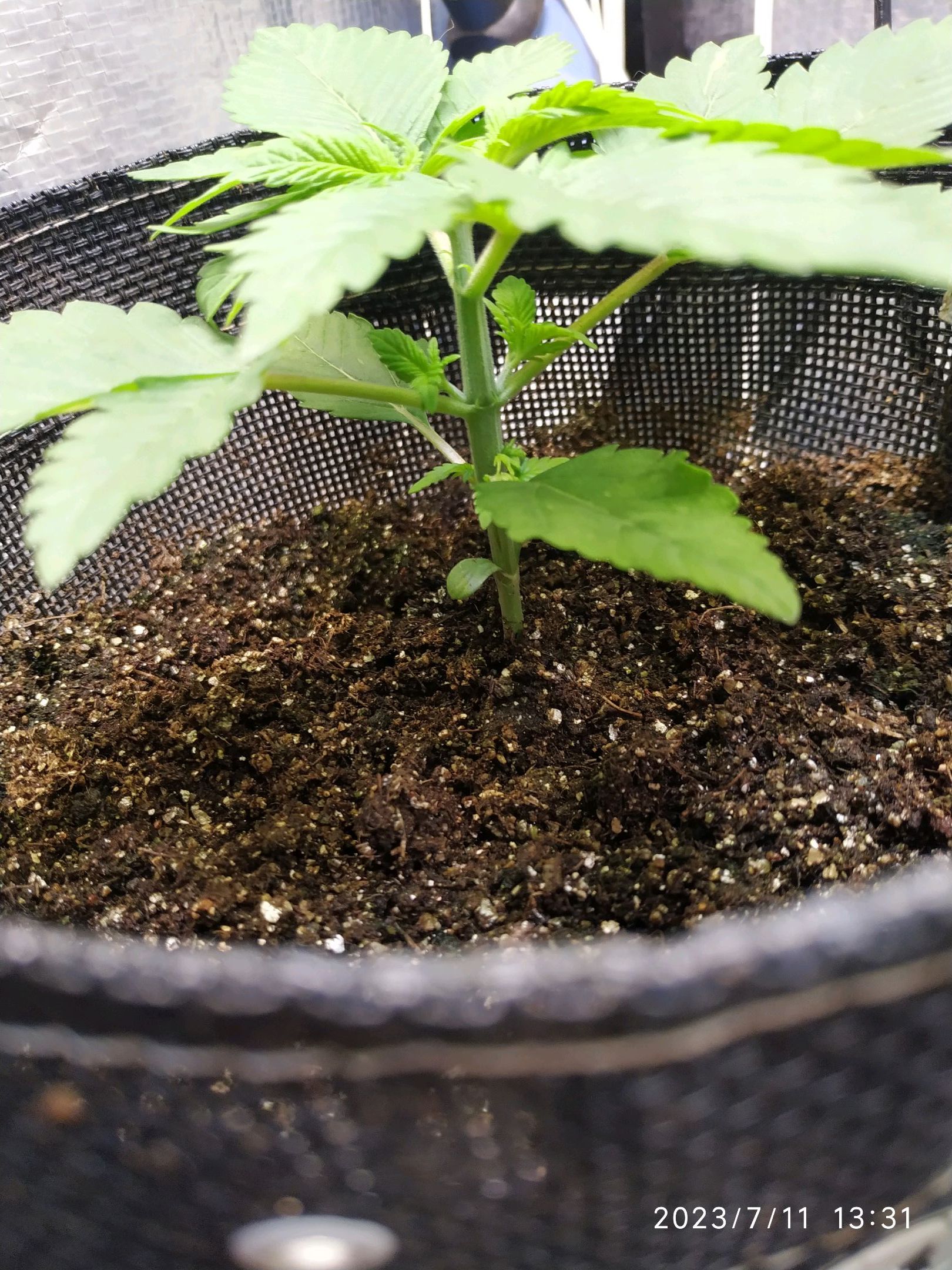 Jaqueline growlog photo 16