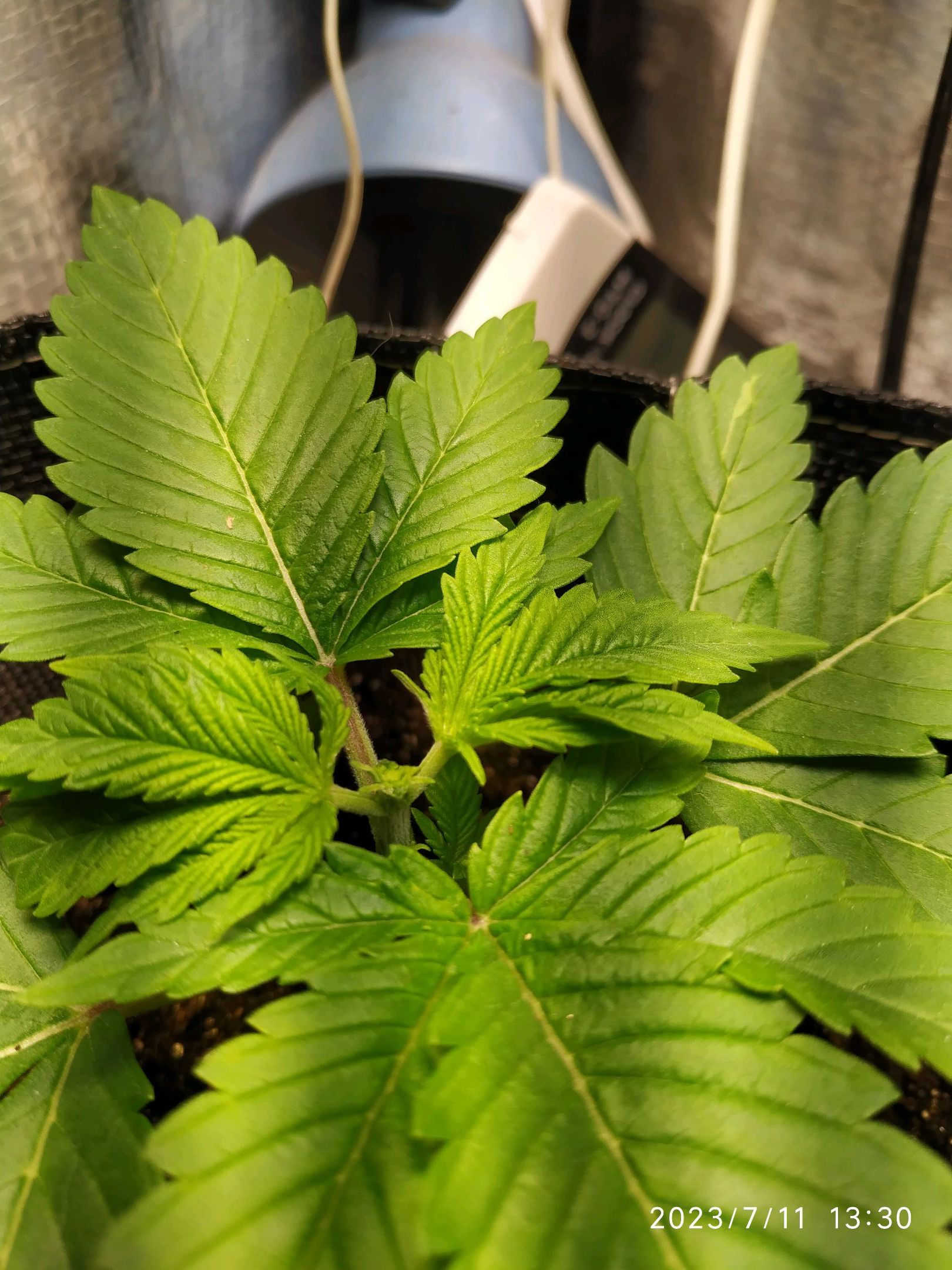 Jaqueline growlog photo 17