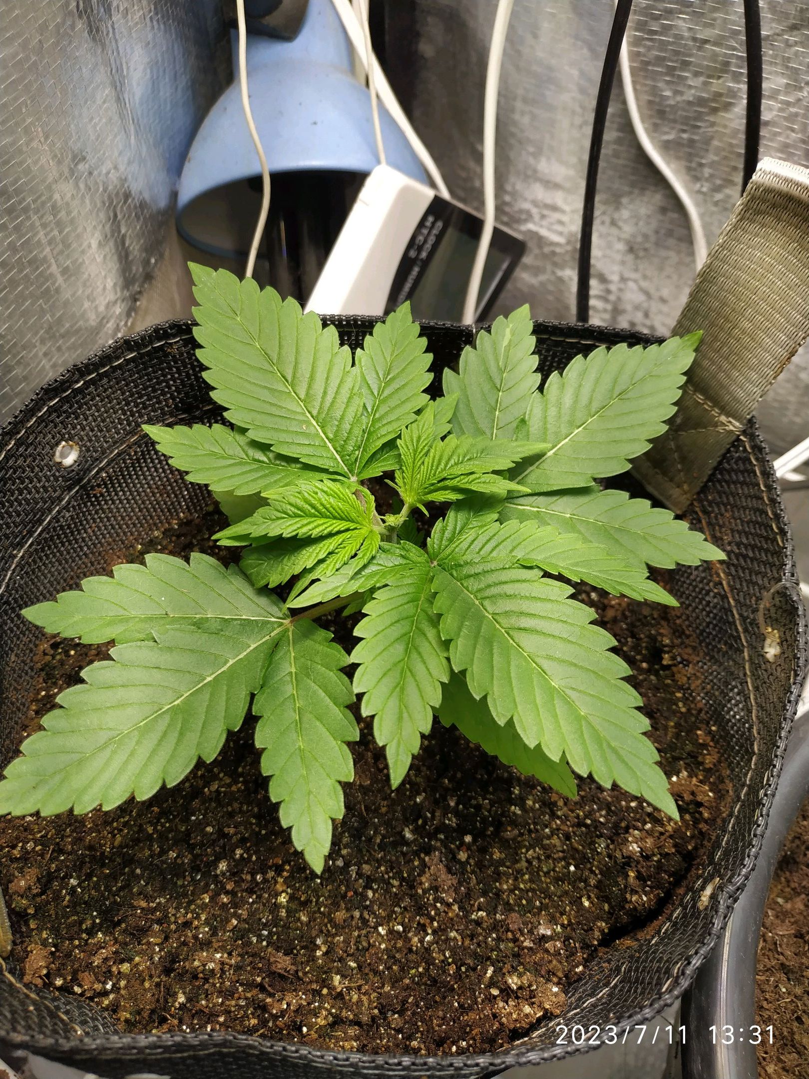 Jaqueline growlog photo 18