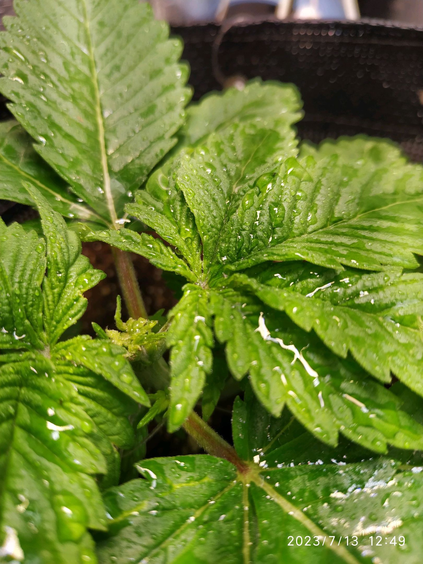 Jaqueline growlog photo 19