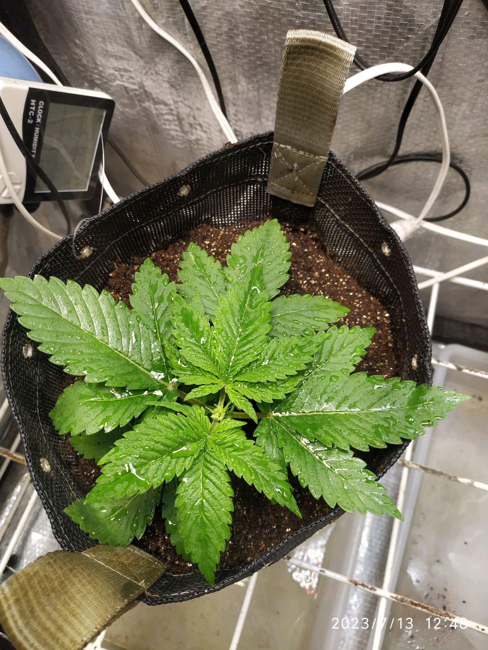 Jaqueline growlog photo 20