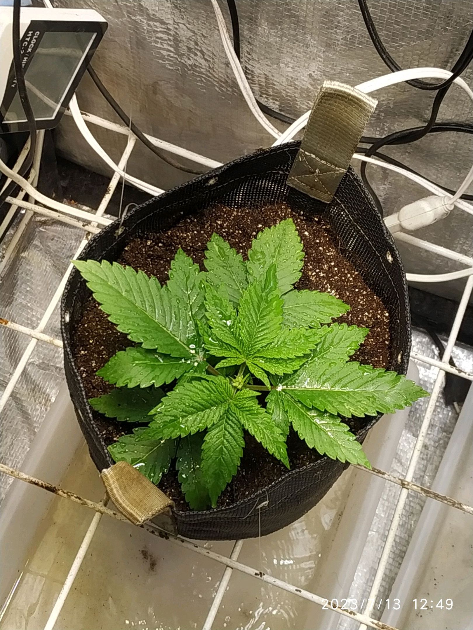 Jaqueline growlog photo 21