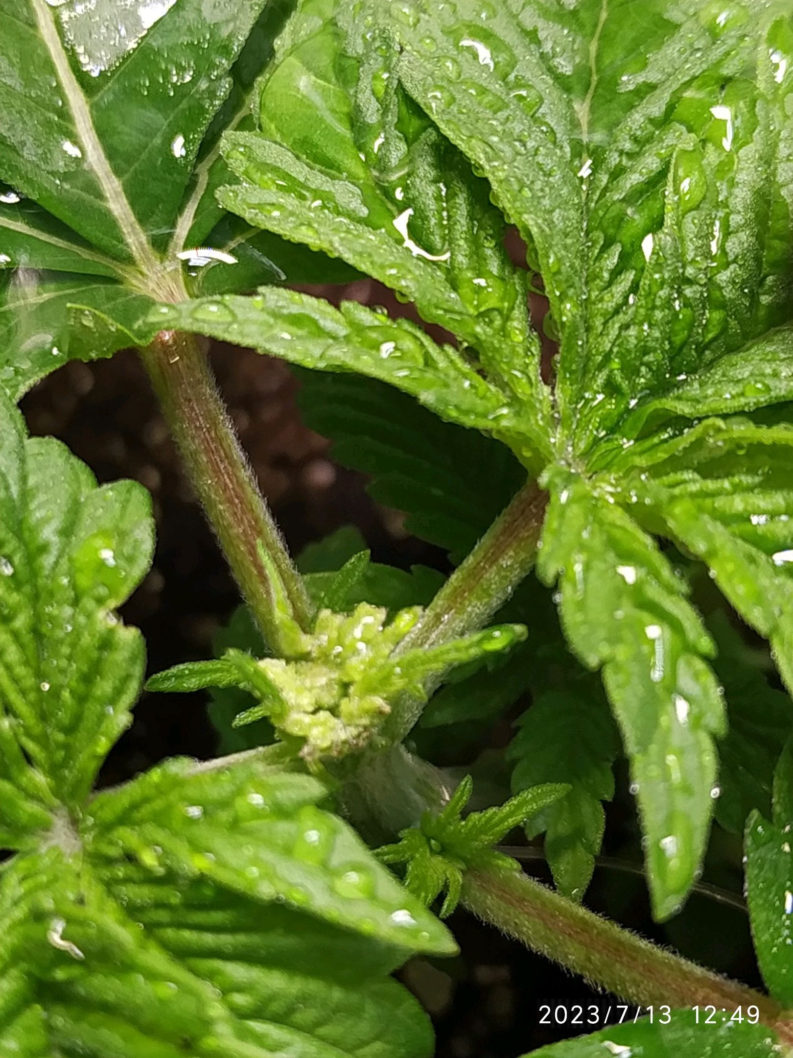 Jaqueline growlog photo 22