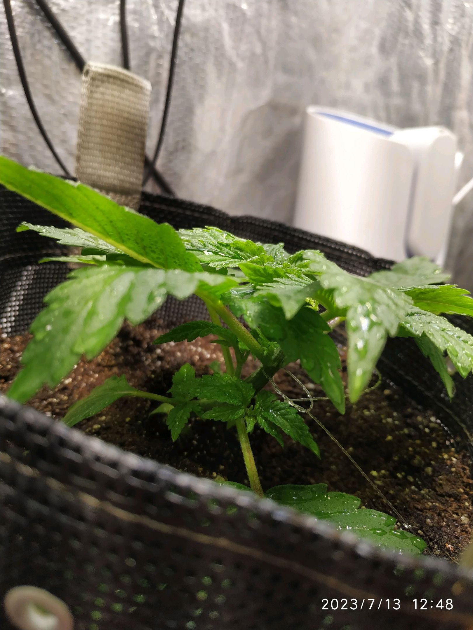 Jaqueline growlog photo 23