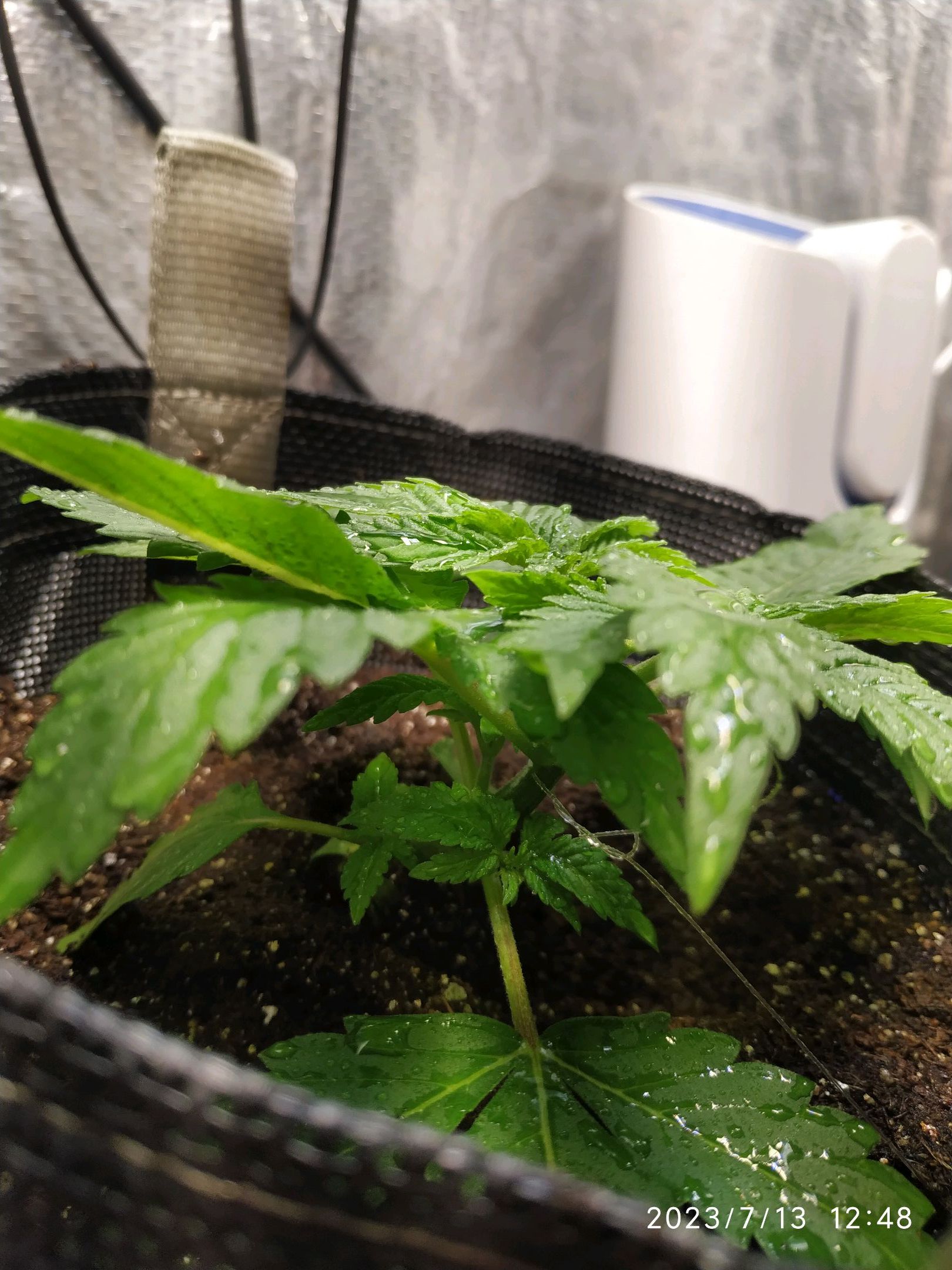 Jaqueline growlog photo 24