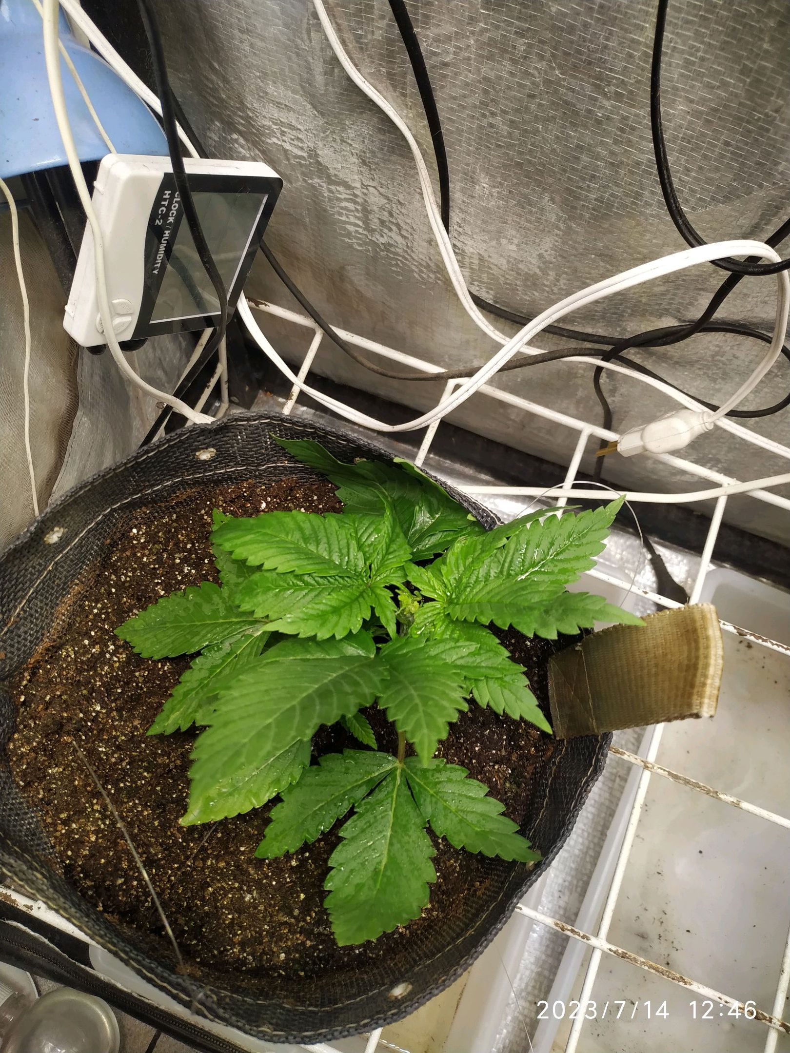 Jaqueline growlog photo 26