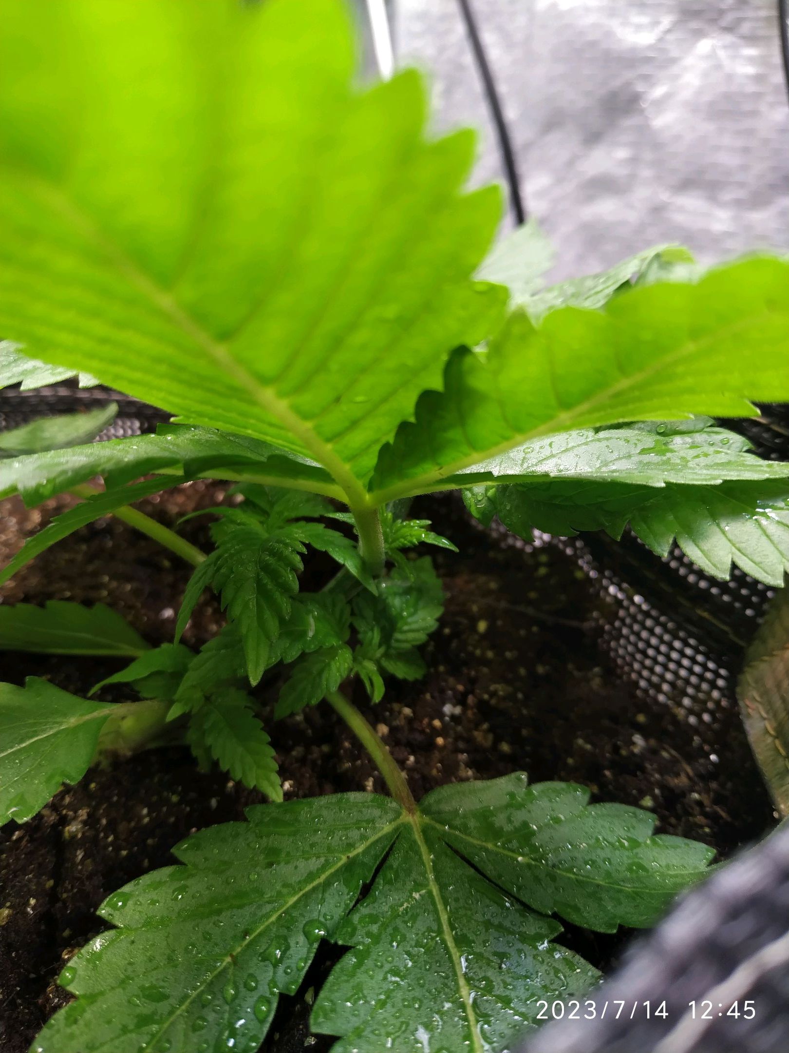 Jaqueline growlog photo 27