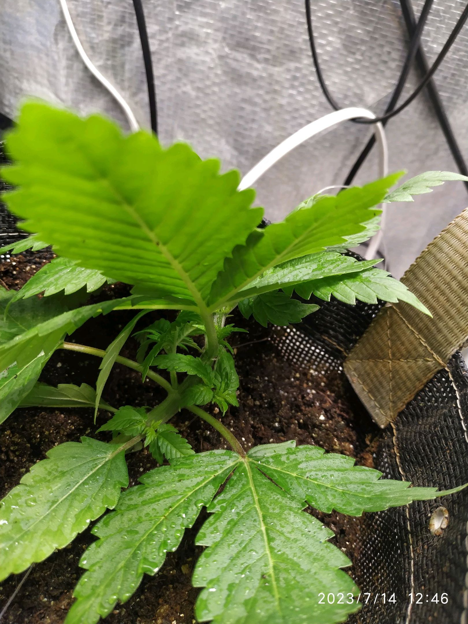 Jaqueline growlog photo 28