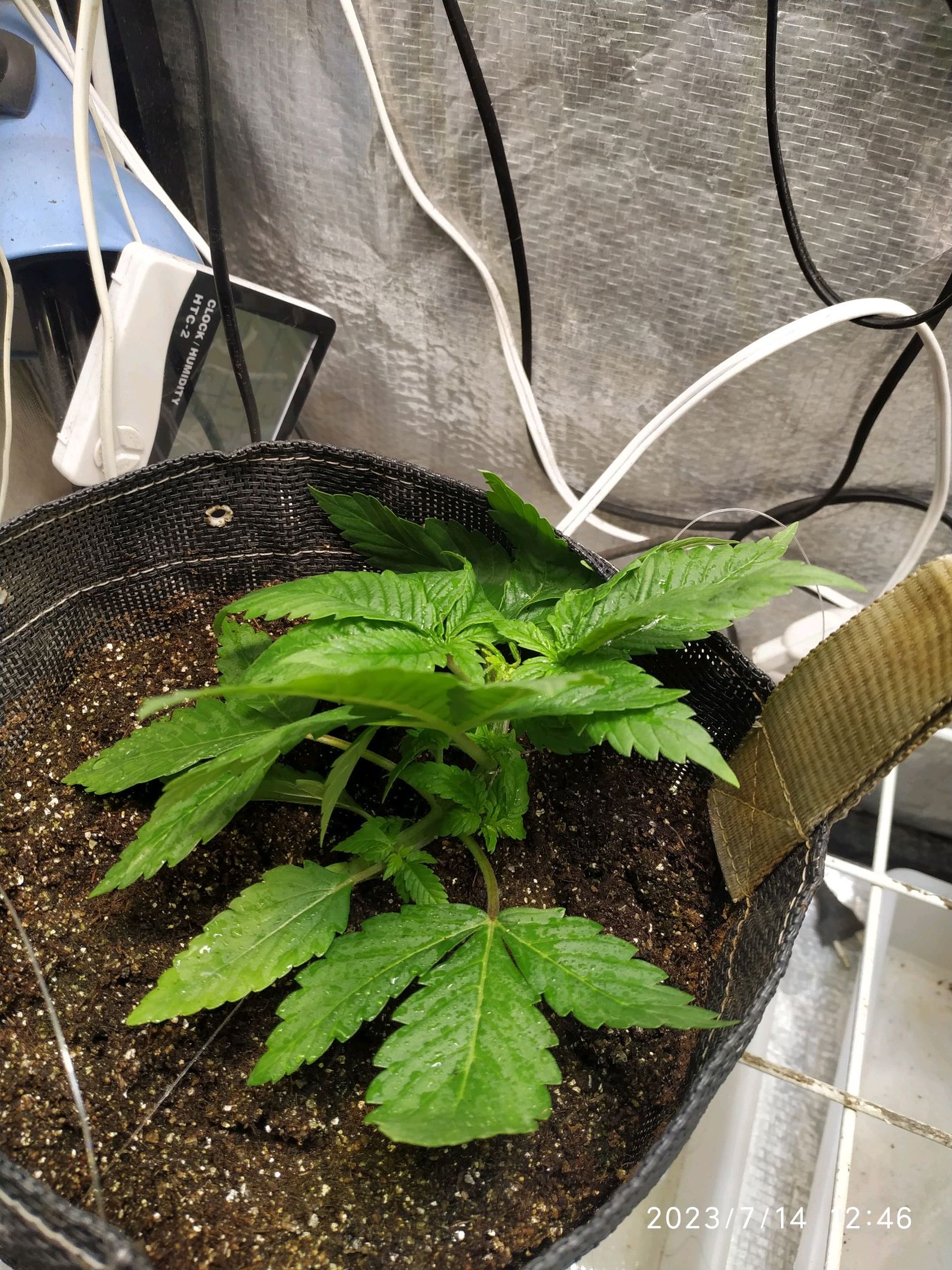 Jaqueline growlog photo 29