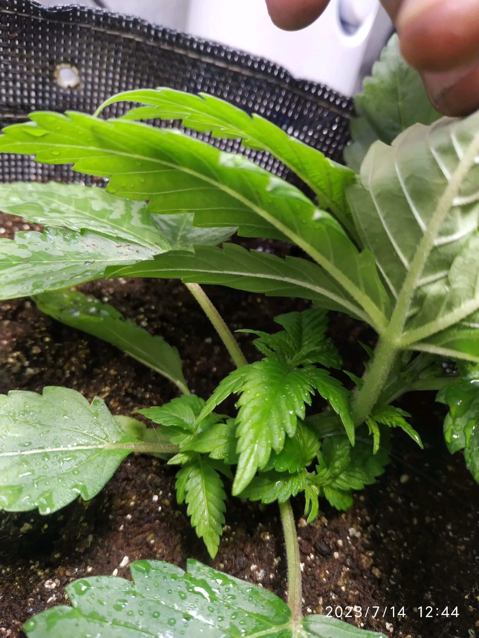 Jaqueline growlog photo 30