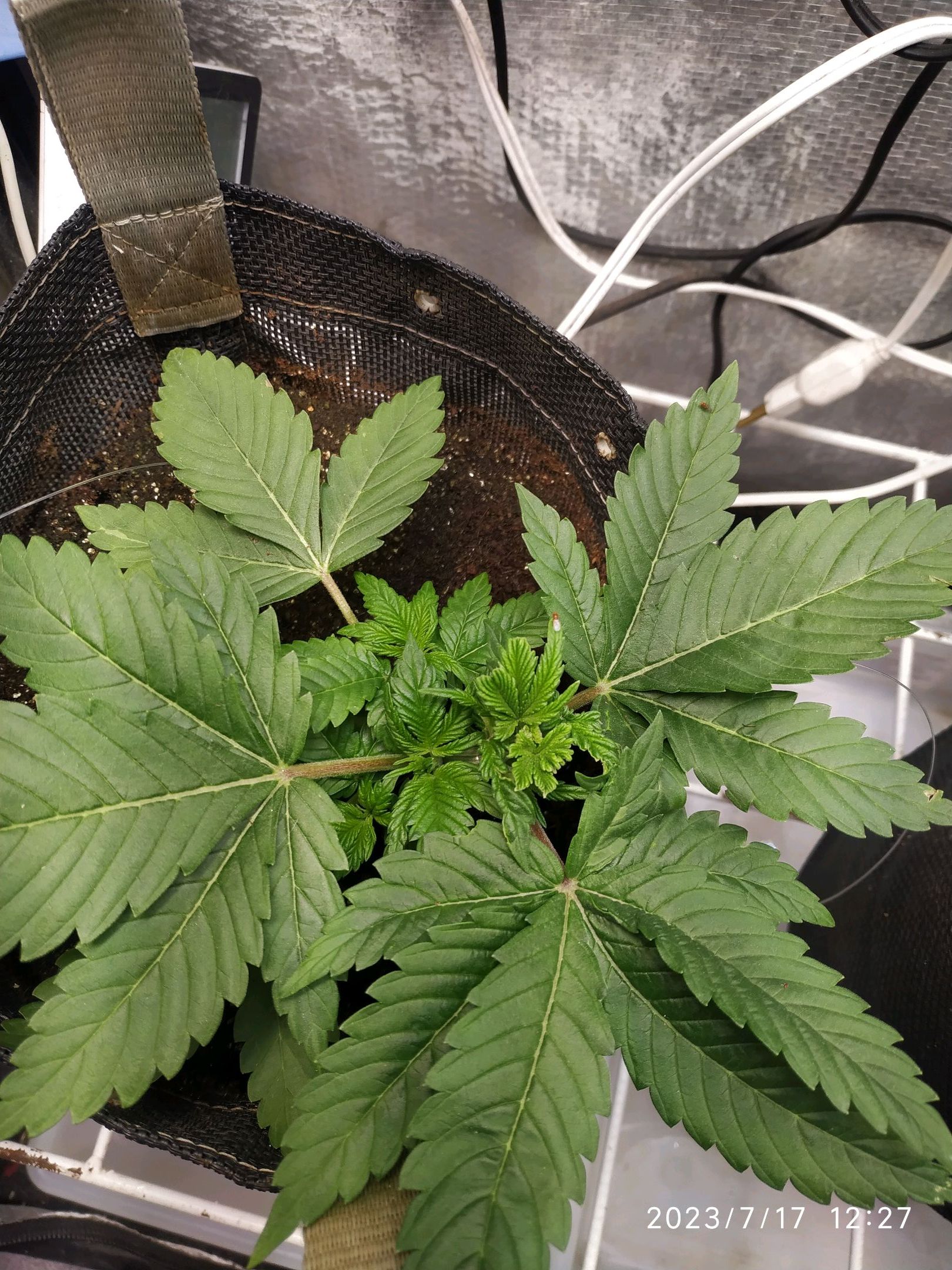 Jaqueline growlog photo 32