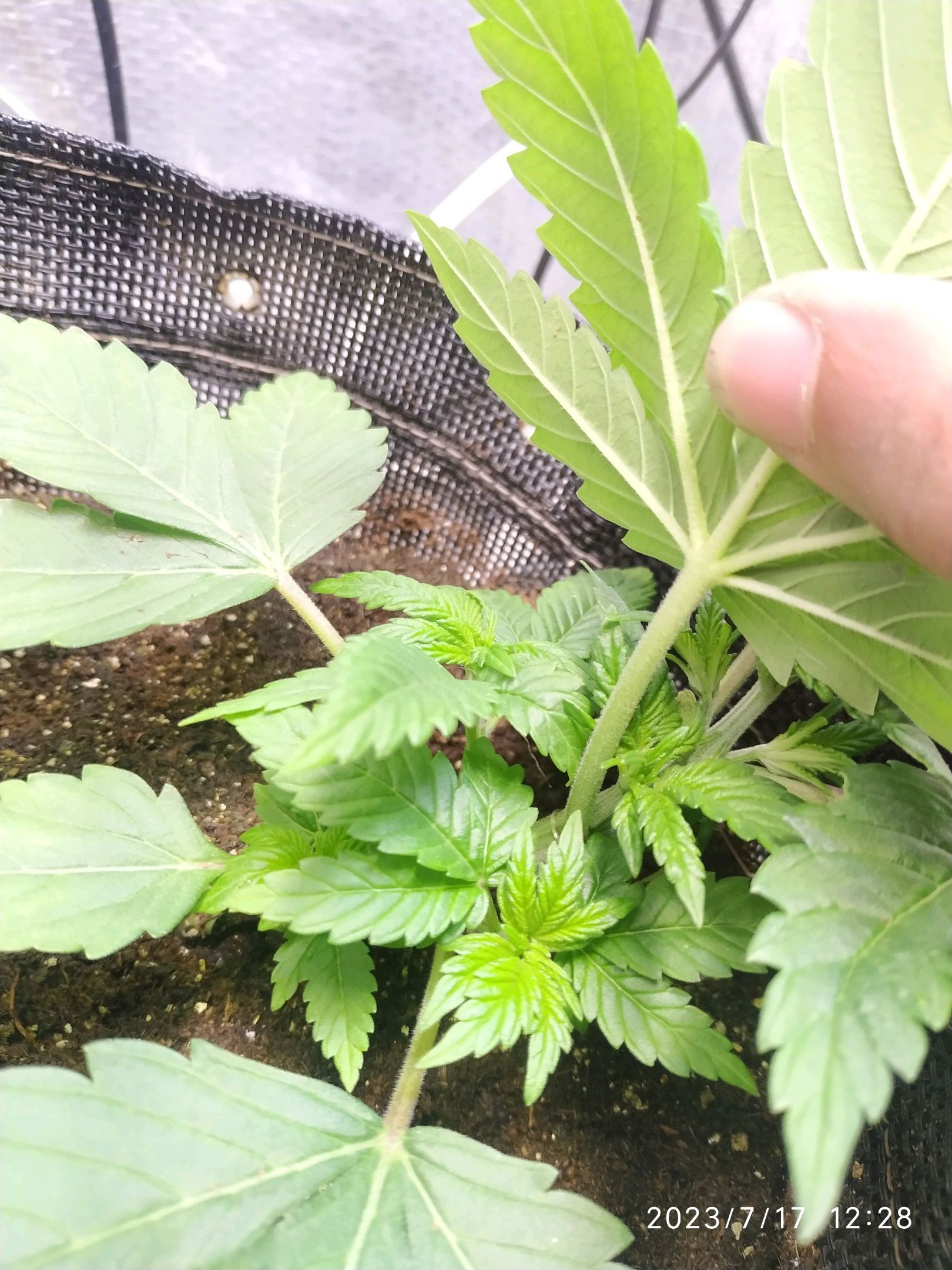 Jaqueline growlog photo 31