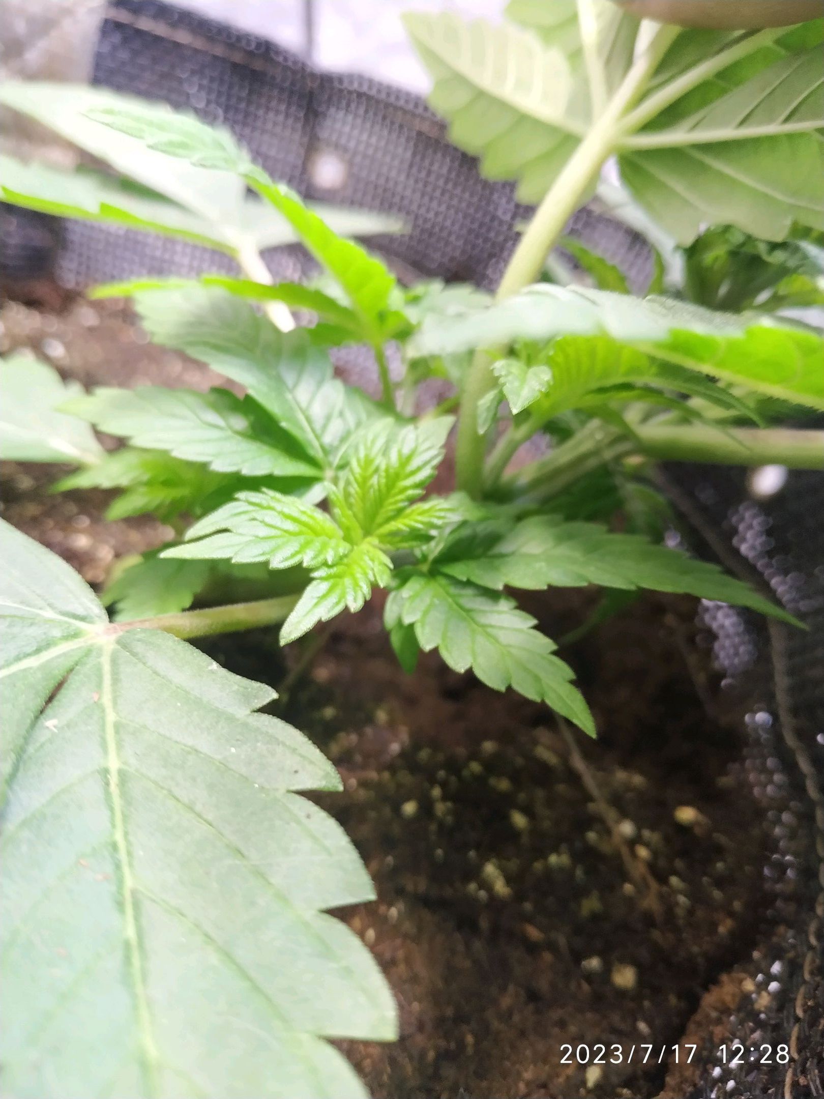 Jaqueline growlog photo 33