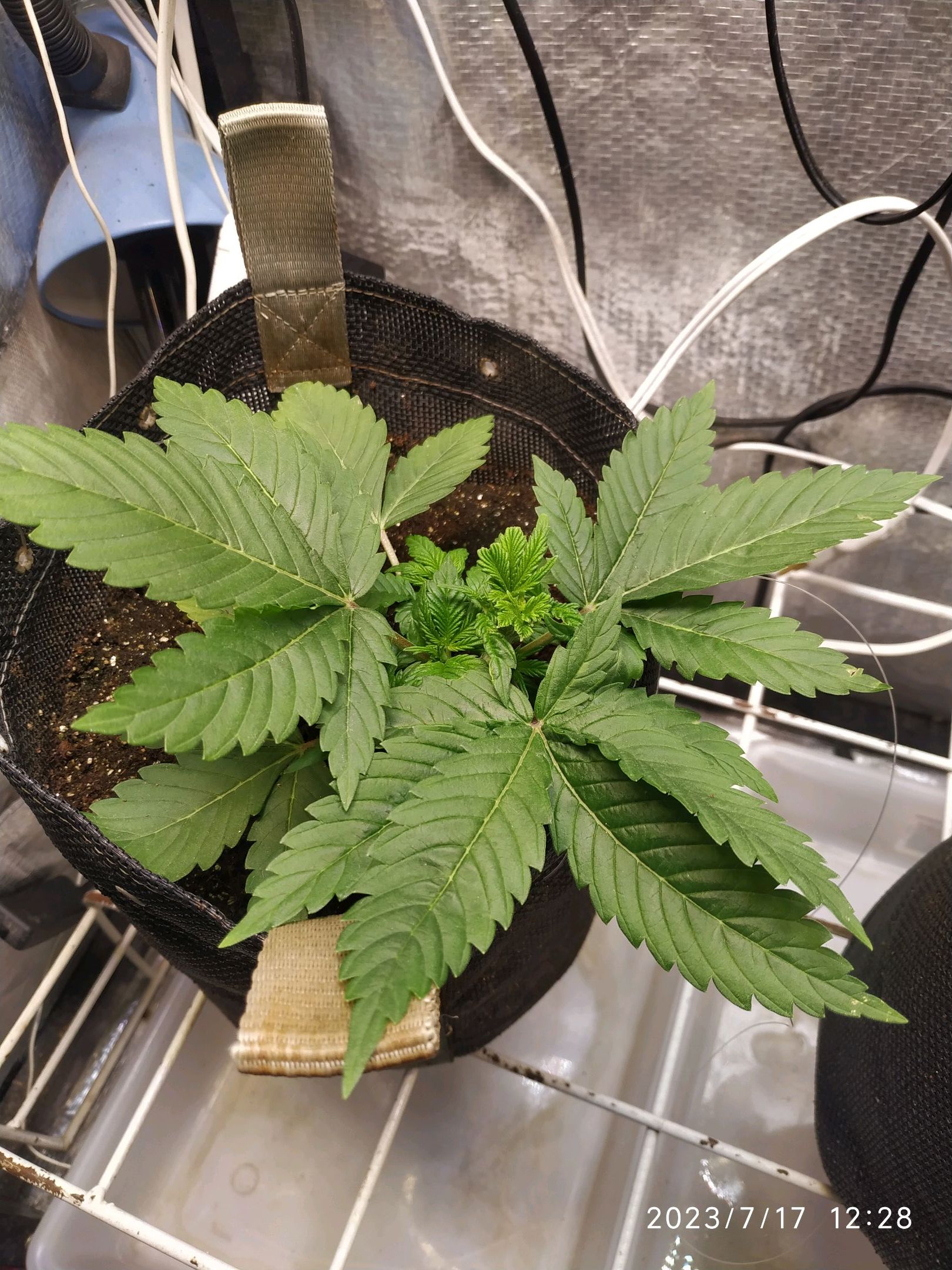 Jaqueline growlog photo 35