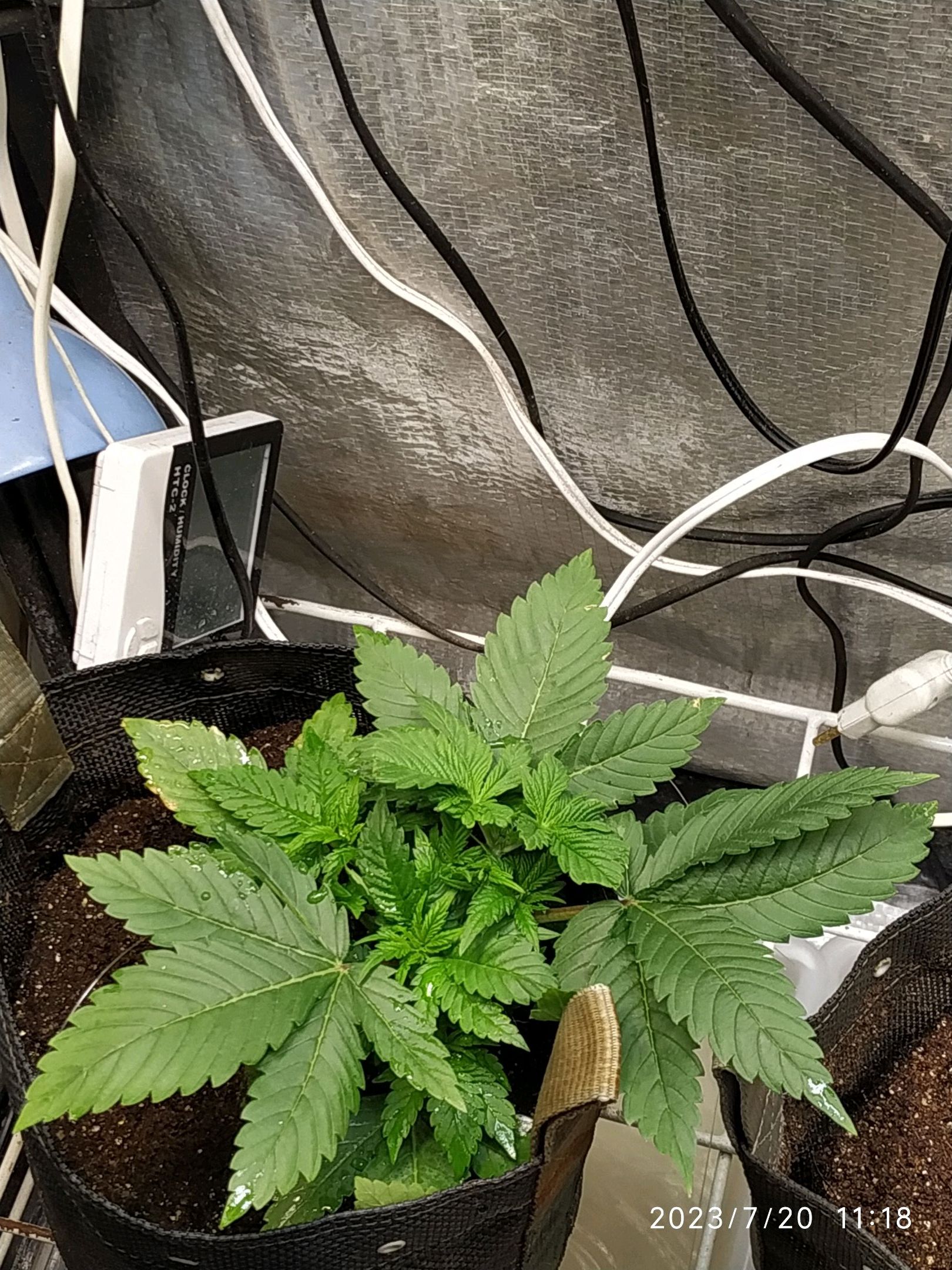 Jaqueline growlog photo 39