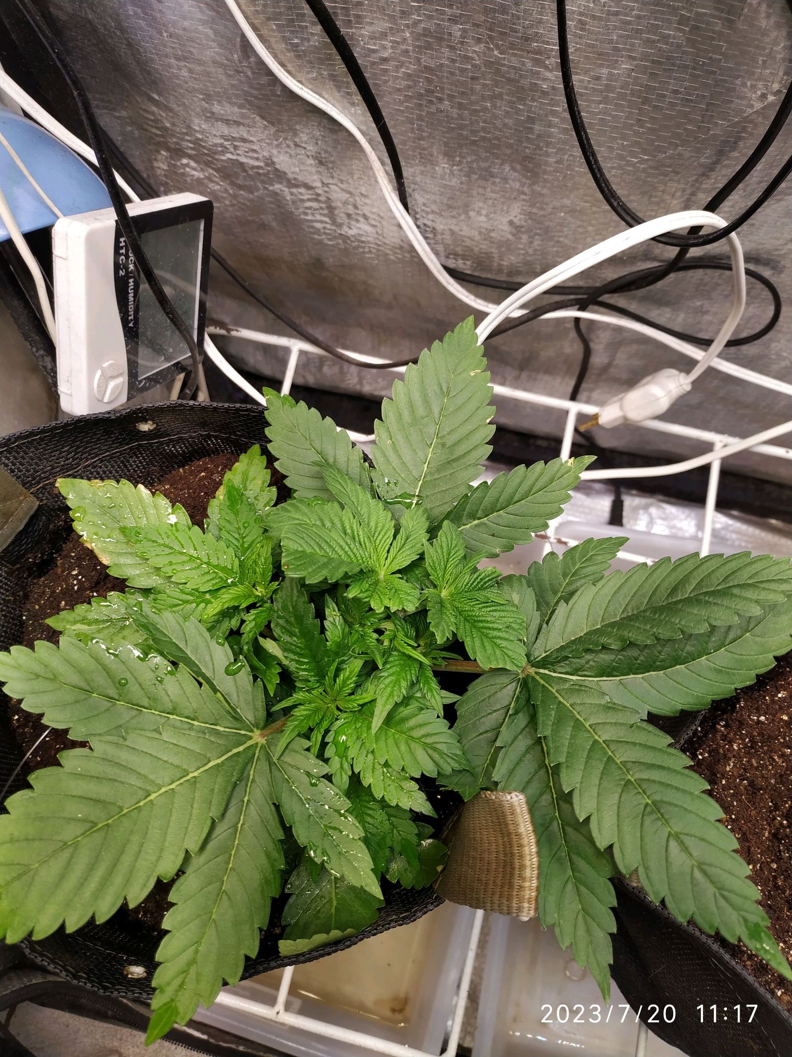 Jaqueline growlog photo 40